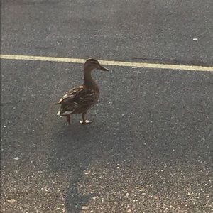 Meet your Posher, Calee